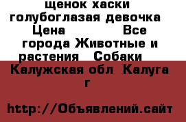 щенок хаски  голубоглазая девочка › Цена ­ 12 000 - Все города Животные и растения » Собаки   . Калужская обл.,Калуга г.